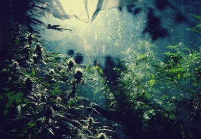 Autocultivo: ¿Son diferentes las distintas cepas de cannabis?