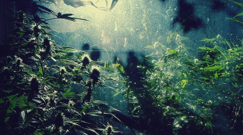 Autocultivo: ¿Son diferentes las distintas cepas de cannabis?